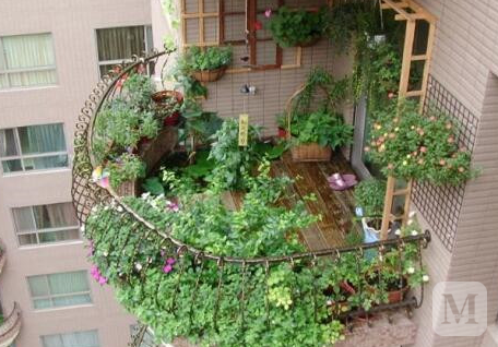 庭院绿化图片如何在阳台养花